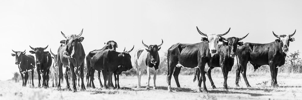 South Africa's indigenous Nguni cattle, long the mainstay of traditional Zulu culture, are possibly the most beautiful cattle in the world he Nguni cattle breed is indigenous to southern Africa. A hybrid of indigenous and Indian cattle they were introduced by the Bantu tribes of southern Africa from the north of the continent. They are medium sized, adapted to grazing on the Highveld.