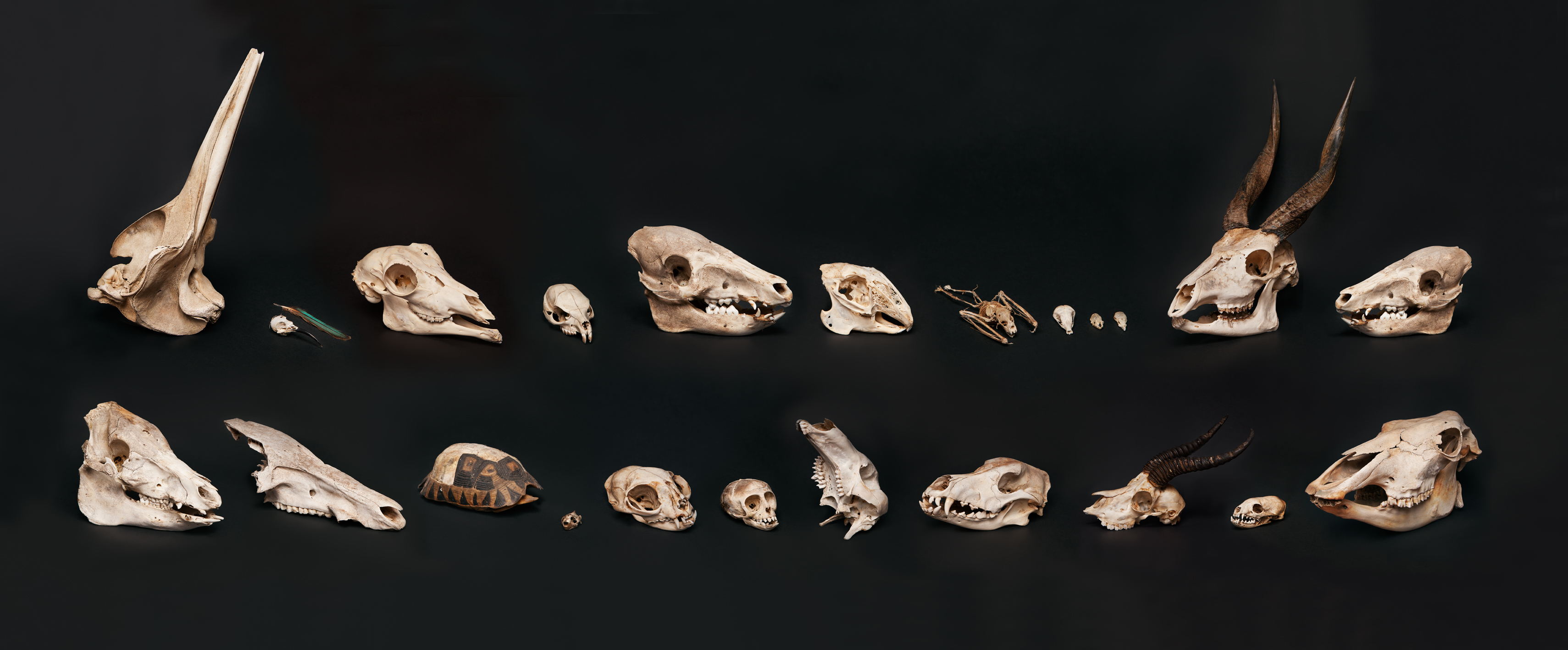 Skulls_DoubleRow Skulls_DoubleRow